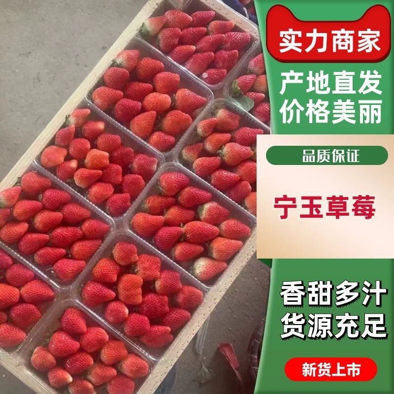 【牛商优选】宁玉草莓徐州草莓颜色鲜亮个头大味道甜