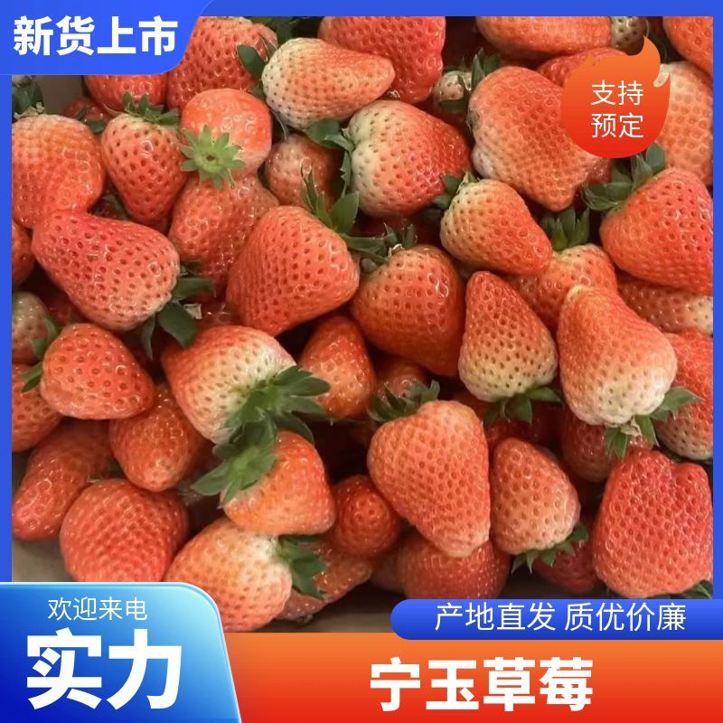 【实力】宁玉草莓徐州贾汪草莓大量上市按需包装代发全国