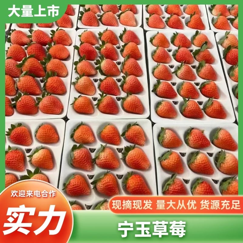 宁玉草莓江苏徐州草莓口感香甜对接全社区团购电商市场