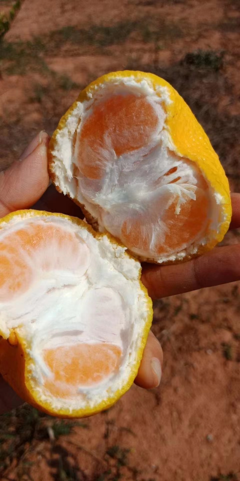 普早蜜橘柑桔果大皮薄口感好一说货源看园订货，保质保量