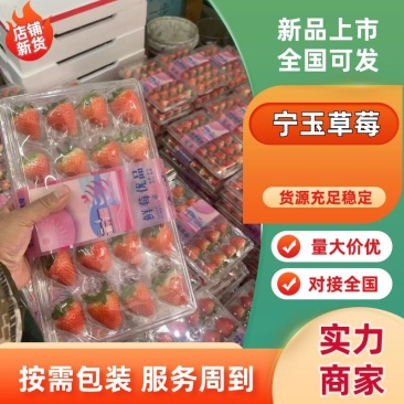 宁玉精品奶油草莓一手货源视频看货批发代发价格美丽