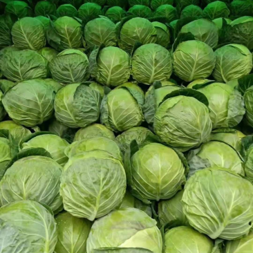 【预定】包菜扁包菜量大从优无虫眼保质保量全国发货
