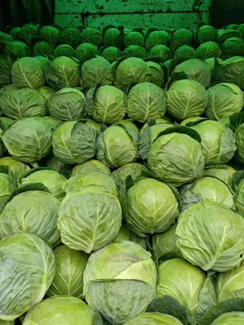 【预定】包菜扁包菜量大从优无虫眼保质保量全国发货