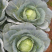 【预定】包菜扁包菜量大从优无虫眼保质保量全国发货