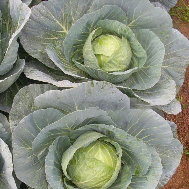 【预定】包菜扁包菜量大从优无虫眼保质保量全国发货