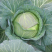 【预定】包菜扁包菜量大从优无虫眼保质保量全国发货