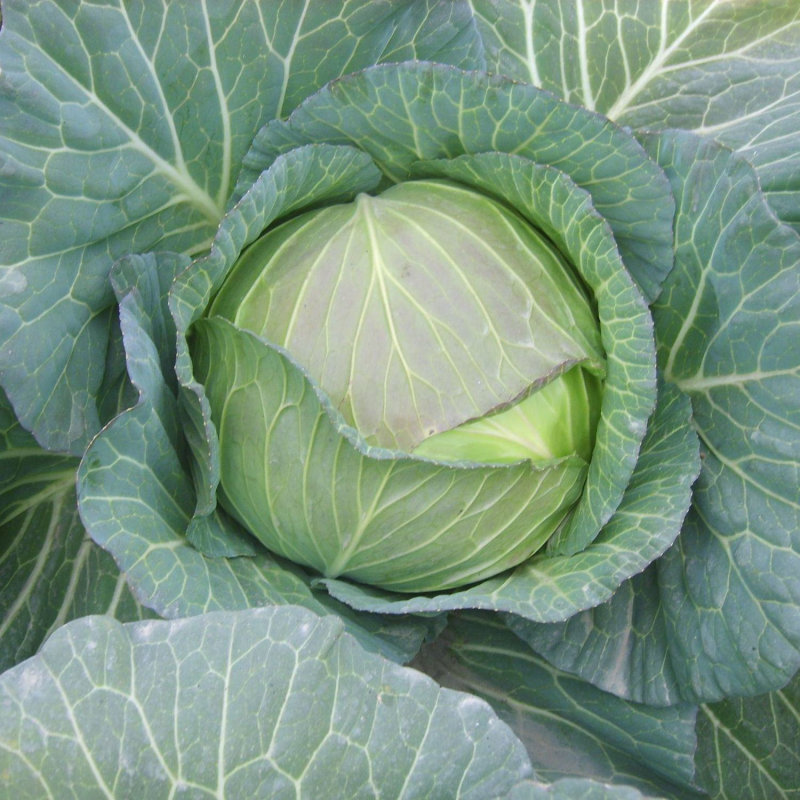 【预定】包菜扁包菜量大从优无虫眼保质保量全国发货