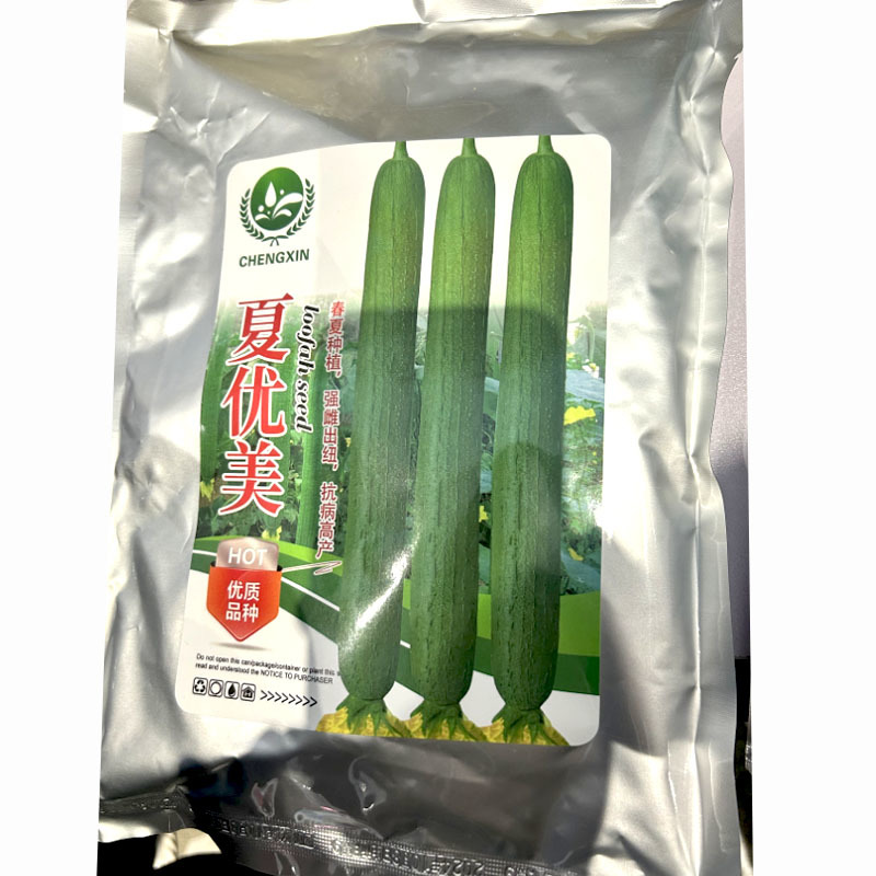 荷兰绿丰王丝瓜种子长丝瓜种籽耐寒耐热抗病高产特长丝瓜大田