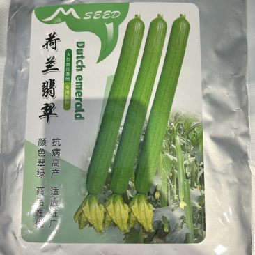 荷兰翡翠丝瓜杂交香肉丝瓜种子翠绿色肉厚心腔小基地