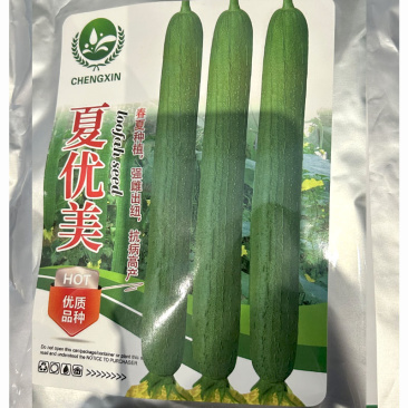春夏优美丝瓜种子强雌出纽抗病高产春夏种植基地品种
