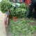 万亩基地红叶香莴笋莴苣对接全国客户保质保量货源充足