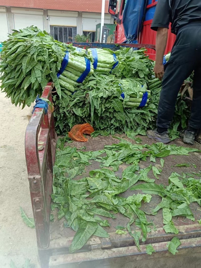 万亩基地红叶香莴笋莴苣对接全国客户保质保量货源充足