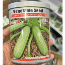 花皮西葫芦种子早生王杂交种嫩瓜皮厚耐运输瓜条顺直春