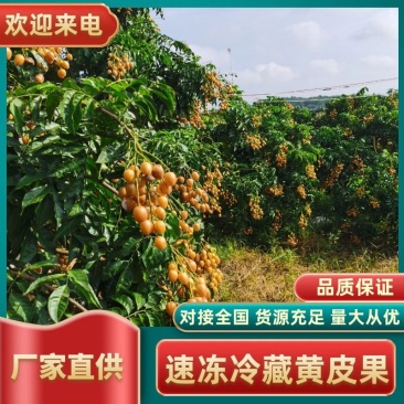 7月上市广东郁南无核黄皮果，健康美味，产地直供，品质保证
