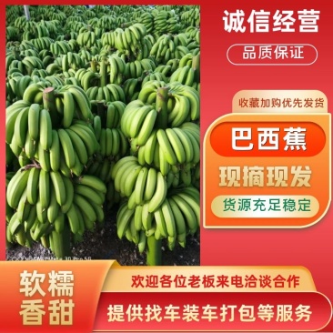 现货上市,广东郁南香蕉基地,原产地代办一手货源。