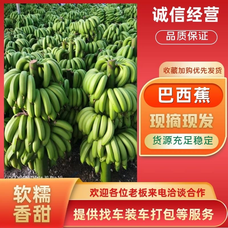 现货上市，广东郁南香蕉基地，原产地代办一手货源。
