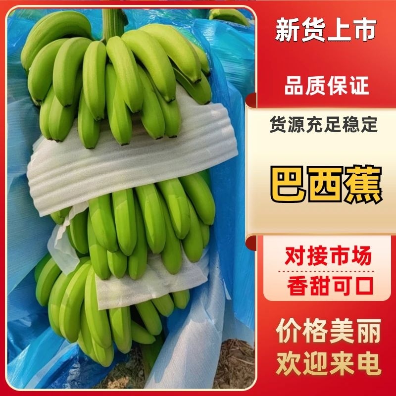 广东香蕉基地原产地一手货源，诚信为本质量保证（整车发货）