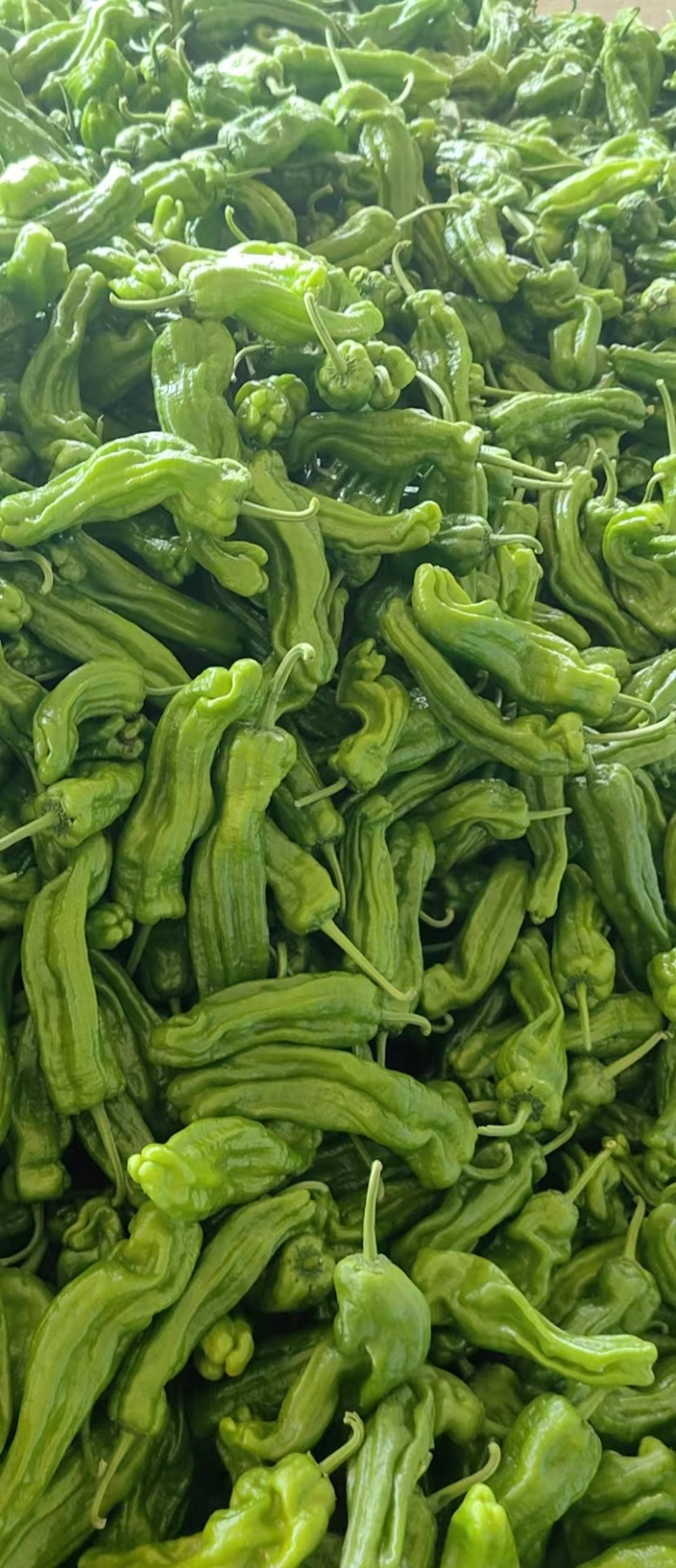 山东青椒辣椒精品芜湖薄皮辣椒，颜色鲜亮，个头均匀