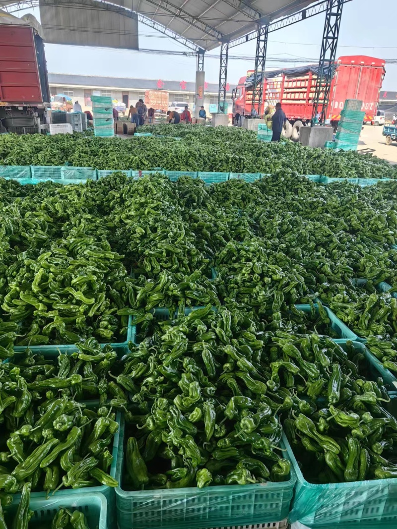 山东青椒辣椒精品芜湖薄皮辣椒，颜色鲜亮，个头均匀