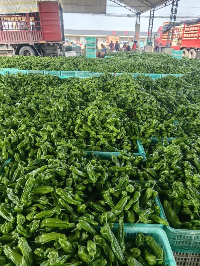 山东青椒辣椒精品芜湖薄皮辣椒，颜色鲜亮，个头均匀