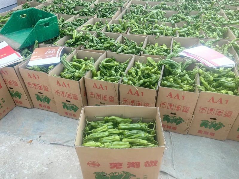 山东青椒辣椒精品芜湖薄皮辣椒，颜色鲜亮，个头均匀