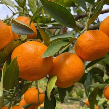蜜橘🍊成熟无核蜜橘皮薄个大挂树鲜果入口即化一手货