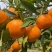 蜜橘🍊成熟无核蜜橘皮薄个大挂树鲜果入口即化一手货