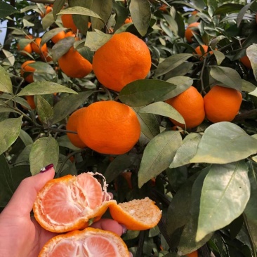 【湖北柑桔】柑桔高山蜜橘新鲜蜜橘产地直销皮薄味甜诚信为本