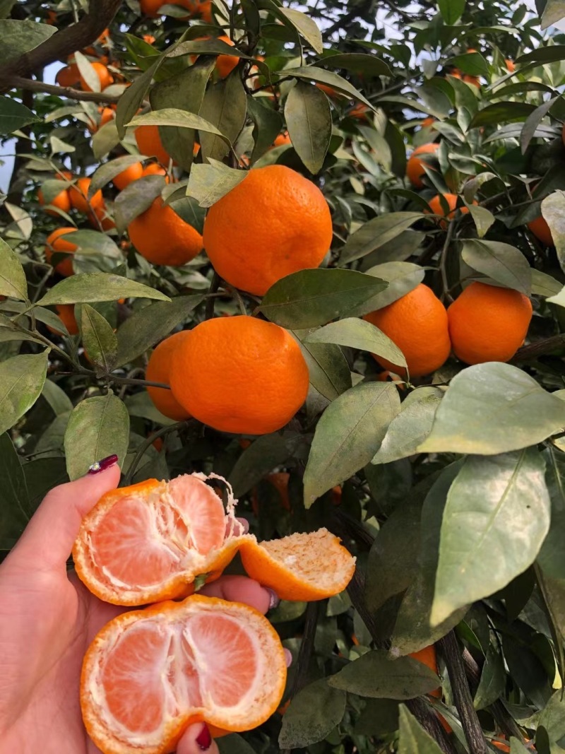【湖北柑桔】柑桔高山蜜橘新鲜蜜橘产地直销皮薄味甜诚信为本