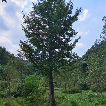 湖北随州银杏树大量供应产地直发品质保证诚信合作欢迎来电