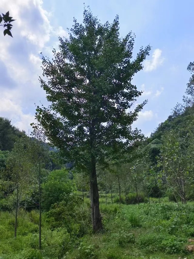 湖北随州银杏树大量供应产地直发品质保证诚信合作欢迎来电