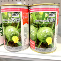 京圆西葫芦种子杂交圆西葫芦种子扁圆瓜短蔓矮生南瓜籽高产抗