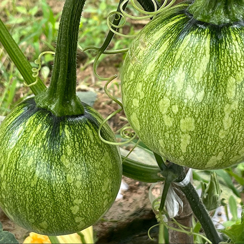 秀珍一号南瓜种子早熟菜南瓜抗病高产花皮小青瓜春秋