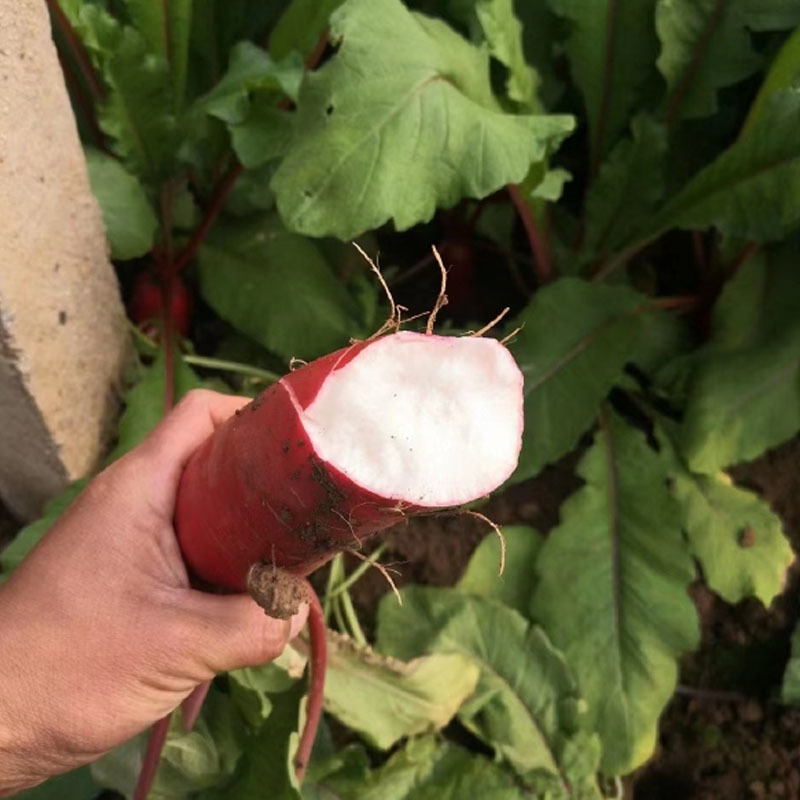 京红一号三系杂交红皮白肉耐抽苔耐糠心四季种植红萝