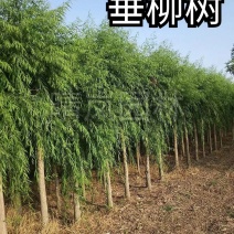 金丝垂柳大树旱柳杨柳8-25公分量大从优基地直销