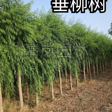 金丝垂柳大树旱柳杨柳8-25公分量大从优基地直销