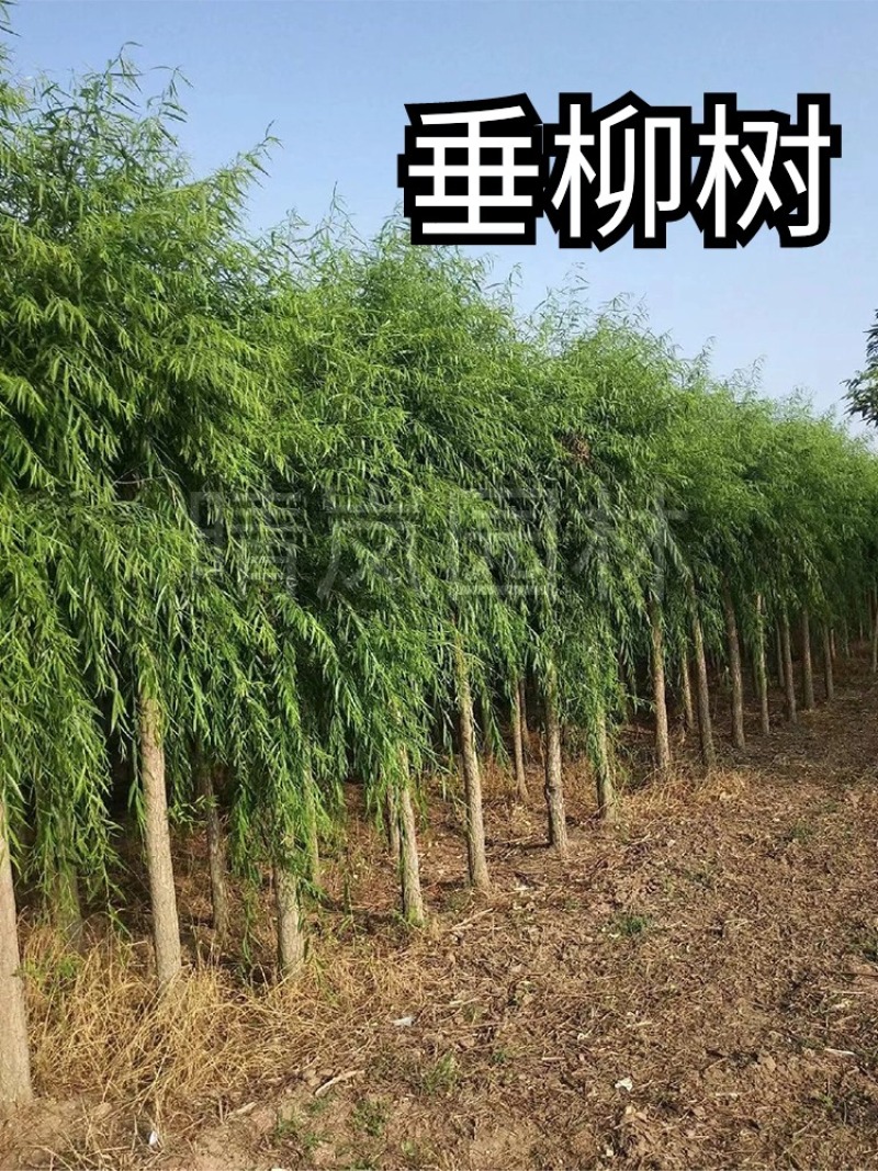 金丝垂柳大树旱柳杨柳8-25公分量大从优基地直销