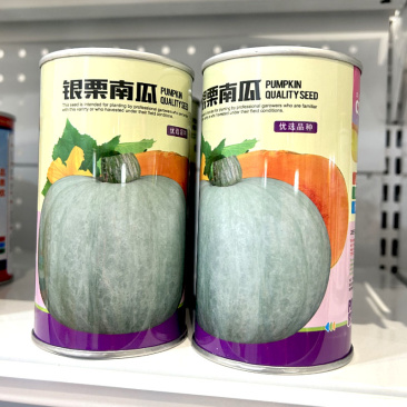 银栗南瓜种子中早熟易座果扁圆银灰色肉厚基地品种