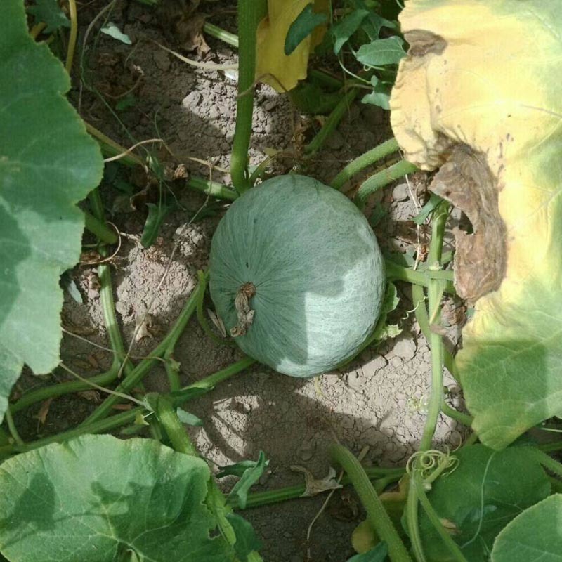 银栗南瓜种子中早熟易座果扁圆银灰色肉厚基地品种