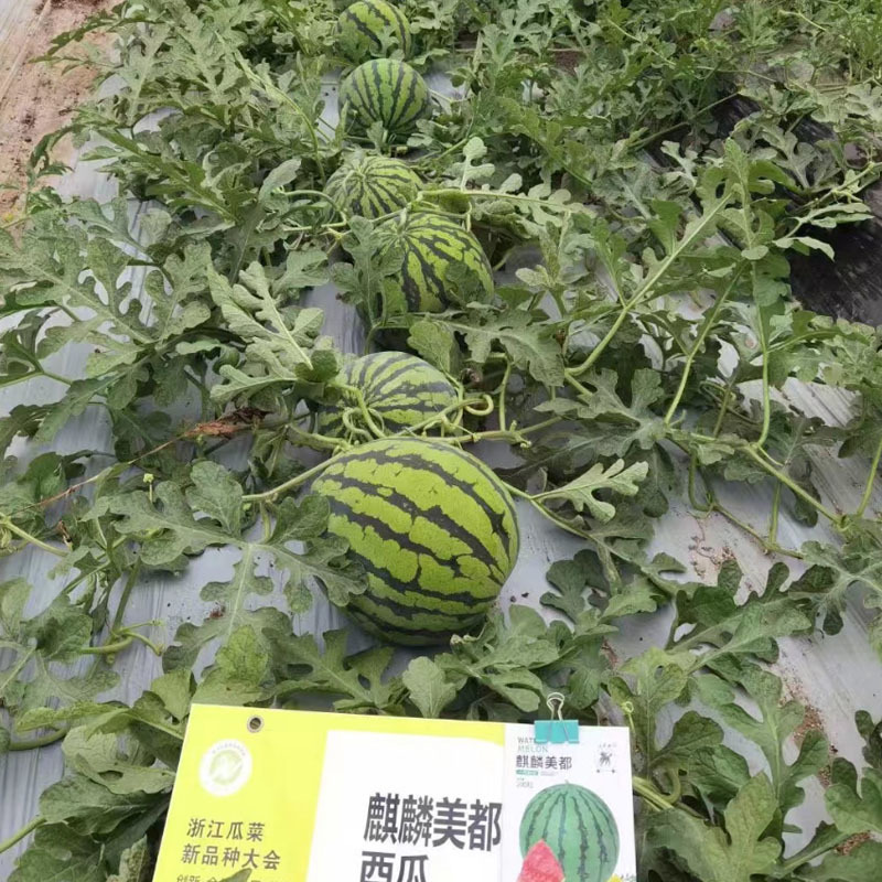 麒麟美都西瓜种子皮薄耐裂少籽超甜脆大田基地种植