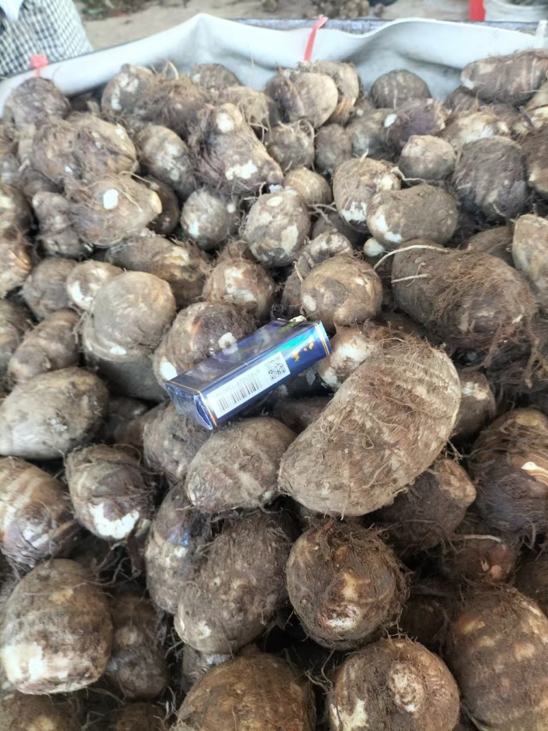 山东毛芋头现挖现发一手货源欢迎客商洽谈业务