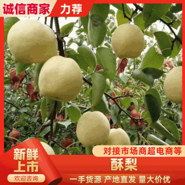 陕西蜜梨蒲城袋酥梨砀山酥梨大量上市糖度高口感好果面干净