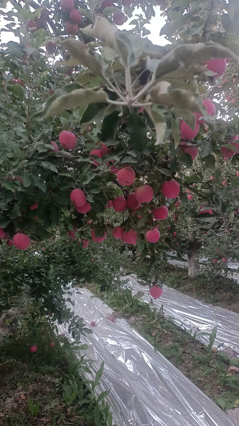 阿克苏市冰糖心苹果大量上市产地直发价格优惠欢迎来电洽谈