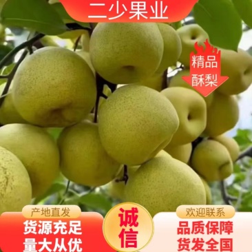 乾县甘河酥梨原产地直供咸阳酥梨可一件代发全国发货