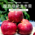 龙丰果东北苹果秋果酸甜东北龙丰果