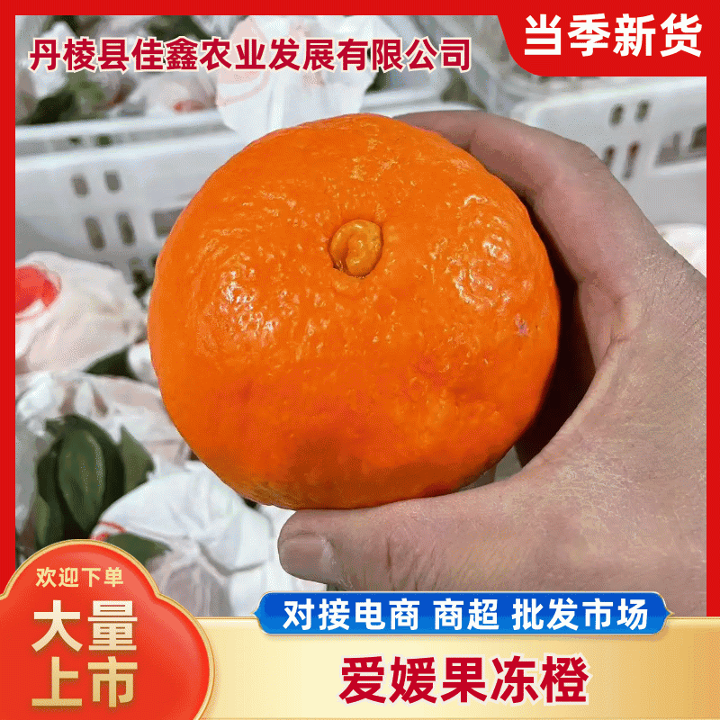 爱媛橙38号品种多样规格多样对接市场电商全国走货