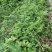 【珍珠草】月下珠福建基地直供药用价值高质量保证