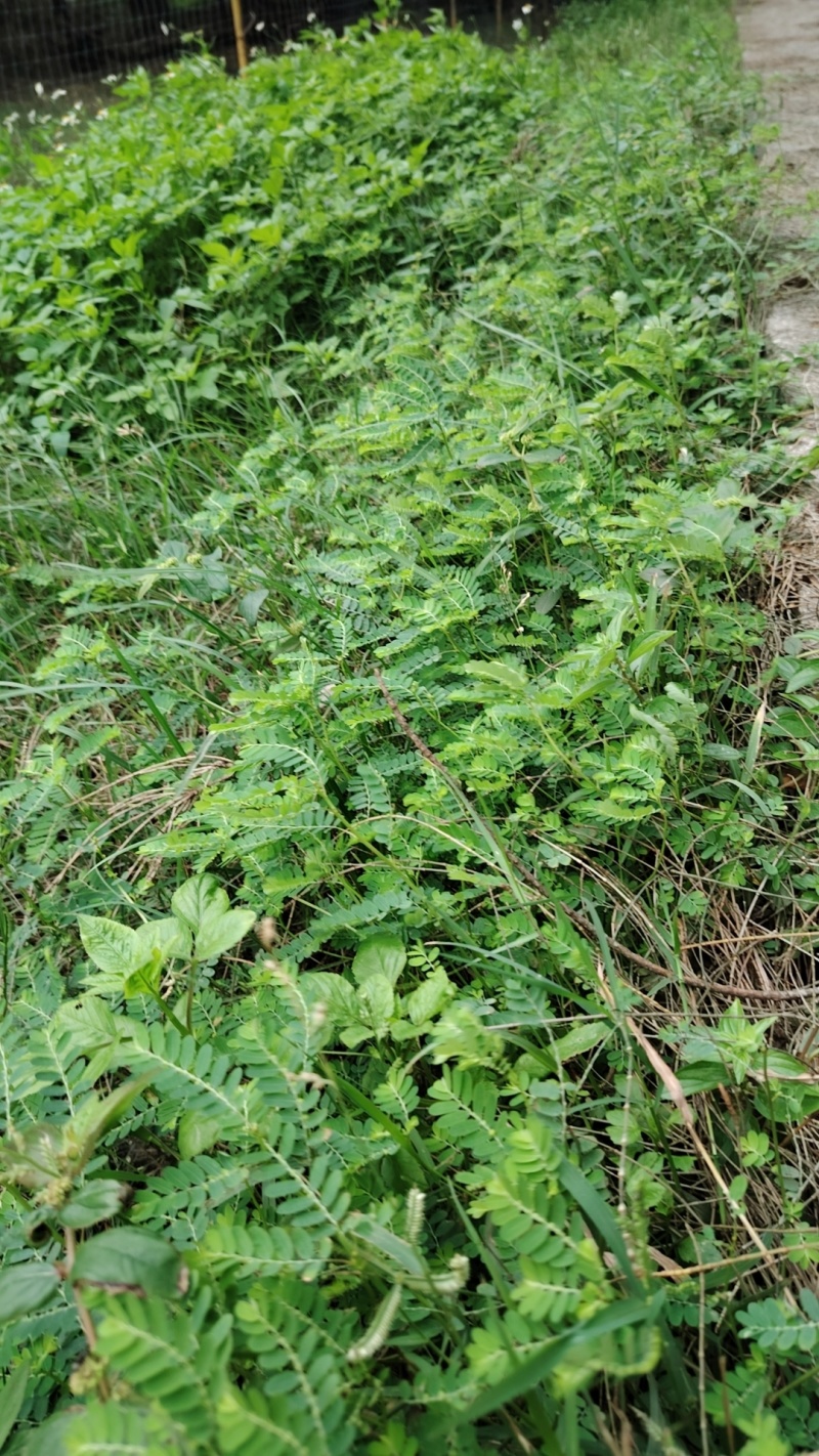 【珍珠草】月下珠福建基地直供药用价值高质量保证