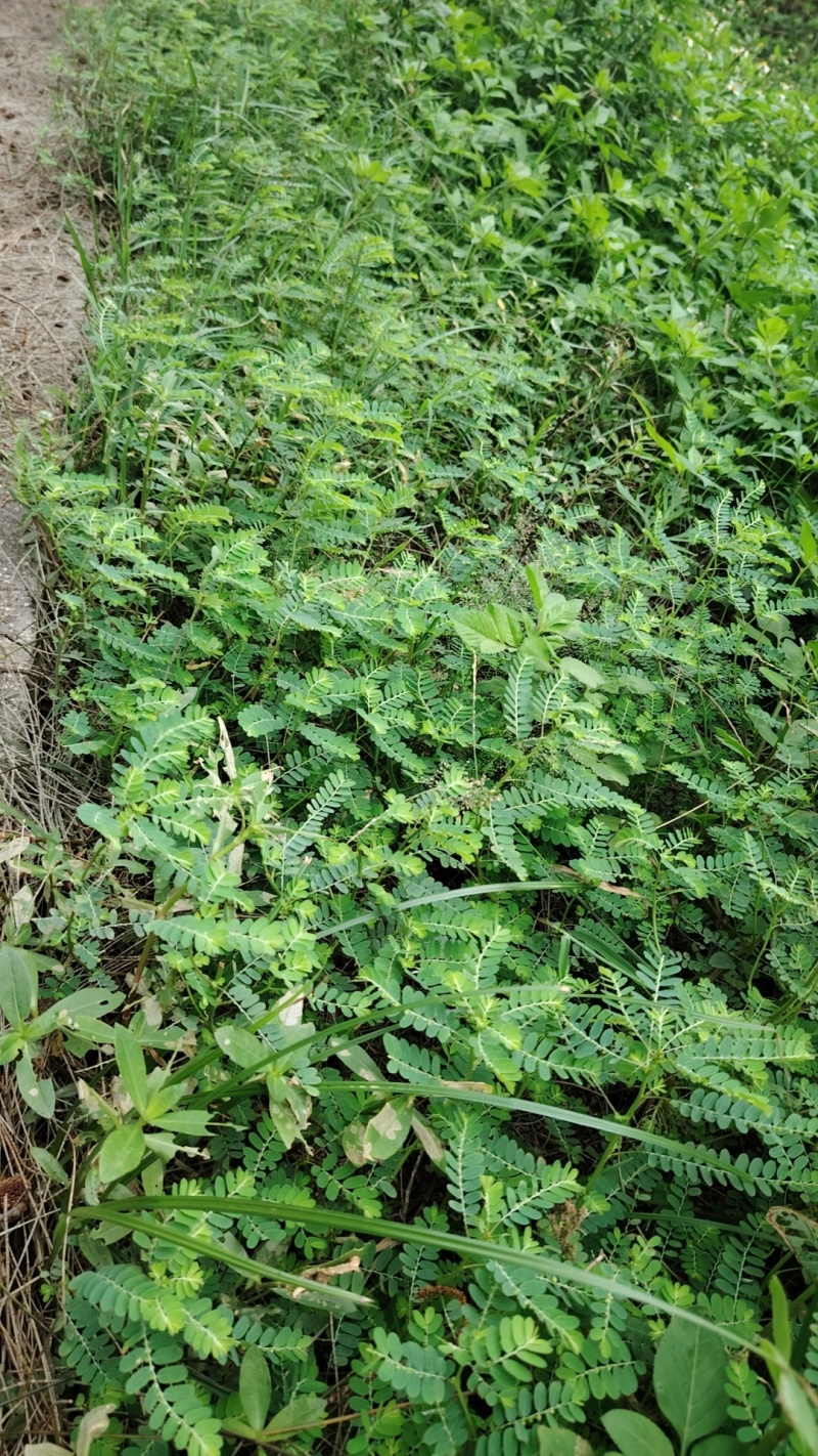 【珍珠草】月下珠福建基地直供药用价值高质量保证