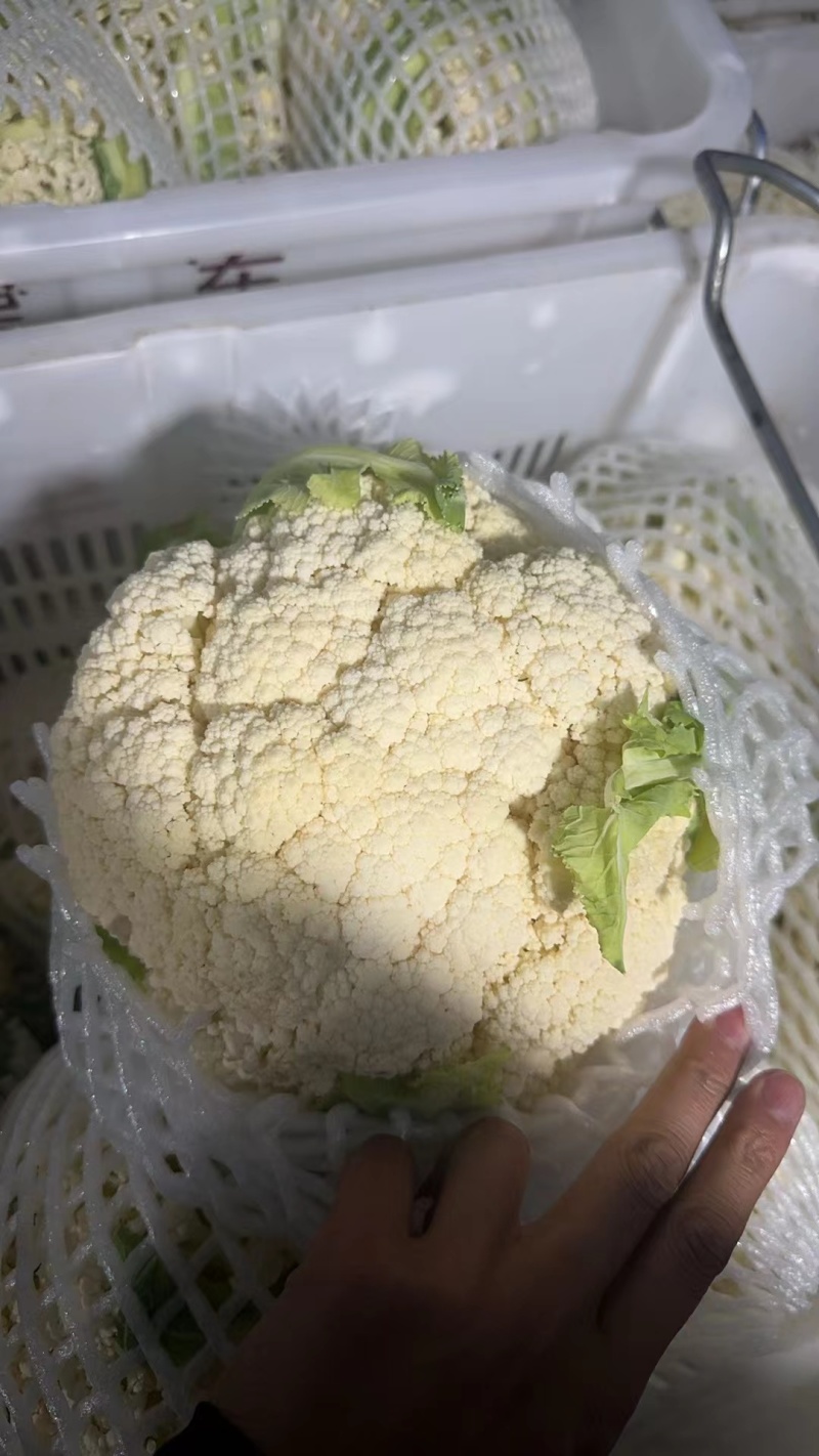 精品菜花松花菜产地直达一手货源供应电商市场超市